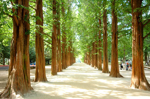 Đẹp tuyệt rừng cây trên “thánh địa” phim trường Hàn Quốc - 3