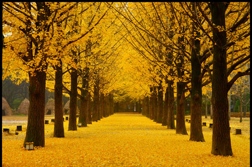 Đẹp tuyệt rừng cây trên “thánh địa” phim trường Hàn Quốc - 7