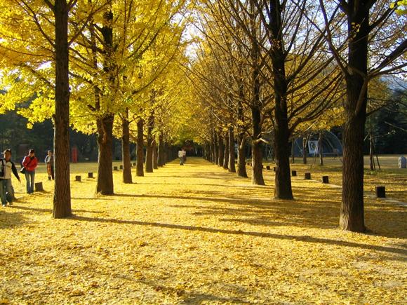 Đẹp tuyệt rừng cây trên “thánh địa” phim trường Hàn Quốc - 9