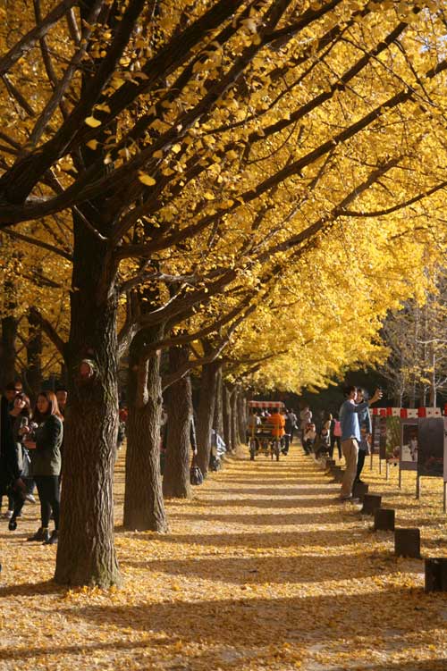 Đẹp tuyệt rừng cây trên “thánh địa” phim trường Hàn Quốc - 5