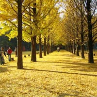 Phim - Đẹp tuyệt rừng cây trên “thánh địa” phim trường Hàn Quốc