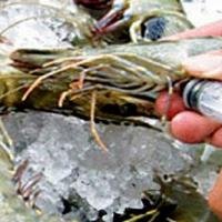 Thị trường - Tiêu dùng - Đưa tạp chất vào tôm nguyên liệu có thể bị tội hình sự