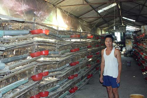 Thành triệu phú nông dân nhờ nuôi chim cút - 6
