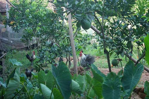 Thành triệu phú nông dân nhờ nuôi chim cút - 7