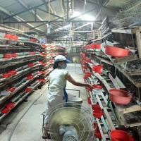 Tài chính - Bất động sản - Thành triệu phú nông dân nhờ nuôi chim cút