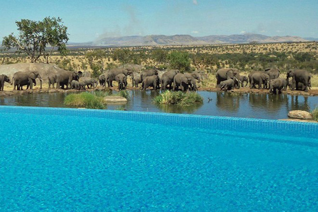 15.&nbsp;Khu nghỉ dưỡng Four Seasons Safari Lodge Serengeti ở Tanzania cho phép bạn vừa bơi lội vừa ngắm đàn voi ngoài sa mạc gần đó.
