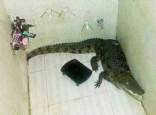 Ấn Độ: Kinh hãi phát hiện cá sấu trong phòng tắm - 1