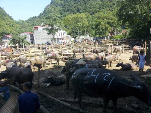 Thâm nhập “đại bản doanh” gia súc lớn nhất miền Bắc - 1