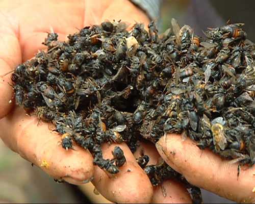 Quảng Ngãi: Nông dân phá tan hoang trại ong - 2