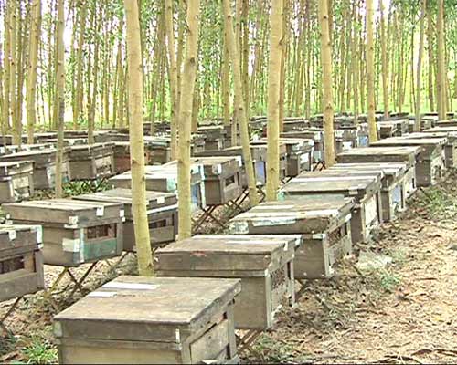 Quảng Ngãi: Nông dân phá tan hoang trại ong - 5