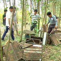 Thị trường - Tiêu dùng - Quảng Ngãi: Nông dân phá tan hoang trại ong
