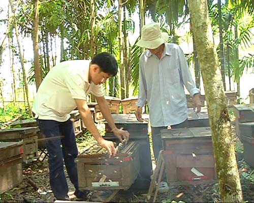 Chuyện con ong: Nông dân nói hại, “chuyên gia” nói lợi - 2