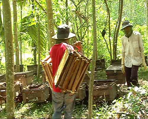 Chuyện con ong: Nông dân nói hại, “chuyên gia” nói lợi - 3