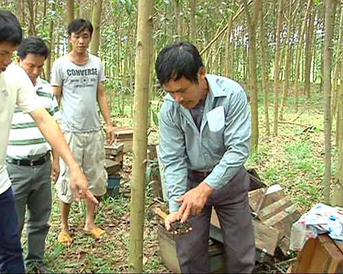 Chuyện con ong: Nông dân nói hại, “chuyên gia” nói lợi - 4