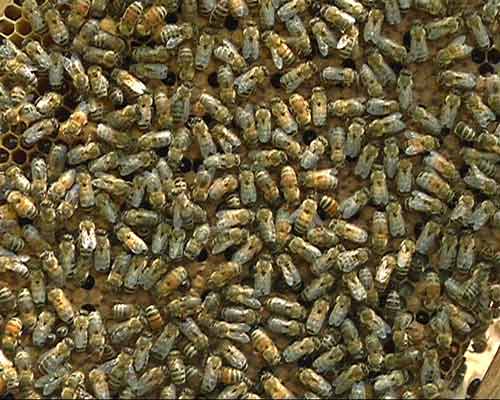 Chuyện con ong: Nông dân nói hại, “chuyên gia” nói lợi - 6