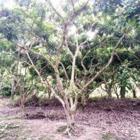 Tin tức trong ngày - Bi hài chuyện hai nông dân đào vườn tìm kho báu