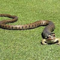 Tin tức trong ngày - Ảnh: Ếch thoát chết thần kỳ khỏi miệng rắn