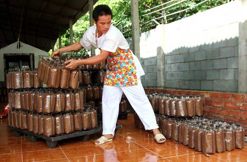 Trồng nấm linh chi thu tiền tỷ ở Sài Gòn - 10