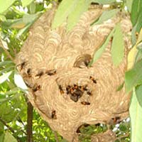 Tin tức trong ngày - 4 bà cháu bị ong vò vẽ đốt, một người tử vong