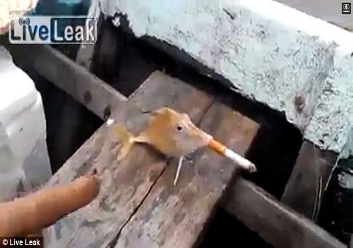 Video: Chú cá đáng thương bị ép hút thuốc lá - 1