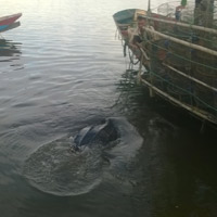 Tin tức trong ngày - Rùa biển quý hiếm mắc lưới ngư dân Quảng Bình