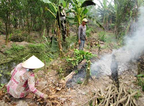 Sau thu nhập tiền tỷ, nông dân phải đốn bỏ cam sành - 4