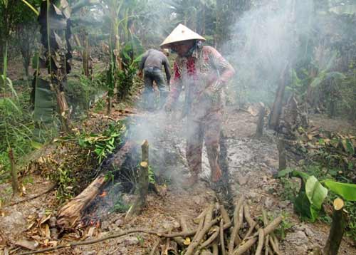 Sau thu nhập tiền tỷ, nông dân phải đốn bỏ cam sành - 5