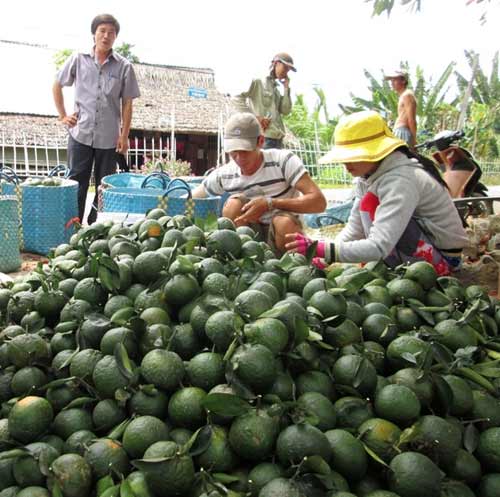 Sau thu nhập tiền tỷ, nông dân phải đốn bỏ cam sành - 6