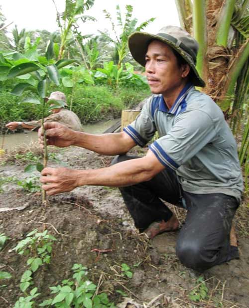 Sau thu nhập tiền tỷ, nông dân phải đốn bỏ cam sành - 7