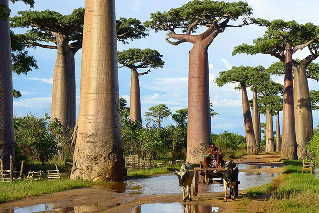 15. Cây baobabs: Là loài cây vô cùng nổi tiếng ở Madagascar. Với thân cây khổng lồ, chúng được người dân nơi đây tận dụng làm đồ chứa nước khi hạn hán.
