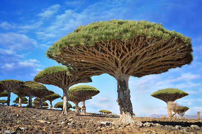 9. Cây máu rồng mọc trên quần đảo Socotra (Yemen): Sở dĩ có cái tên đáng sợ này là do nhựa cây có màu đỏ thẫm giống như màu máu. Nhựa cây máu rồng rất hữu ích, nó được sử dụng làm thuốc nhuộm và dùng trong các bài thuốc dân gian để chữa bệnh. 


