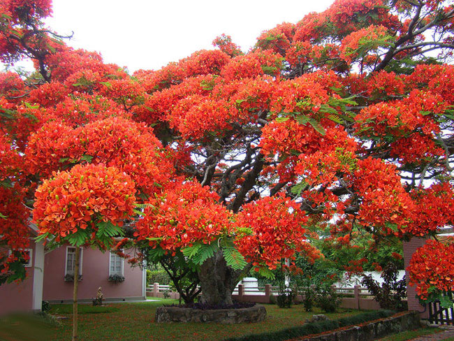 8. Cây hoa phượng ở Brazil: Cây phượng đỏ rực rỡ này là loài cây đặc trưng của Madagascar, nhưng nó cũng phát triển rất nhiều ở các vùng nhiệt đới trên khắp thế giới.
