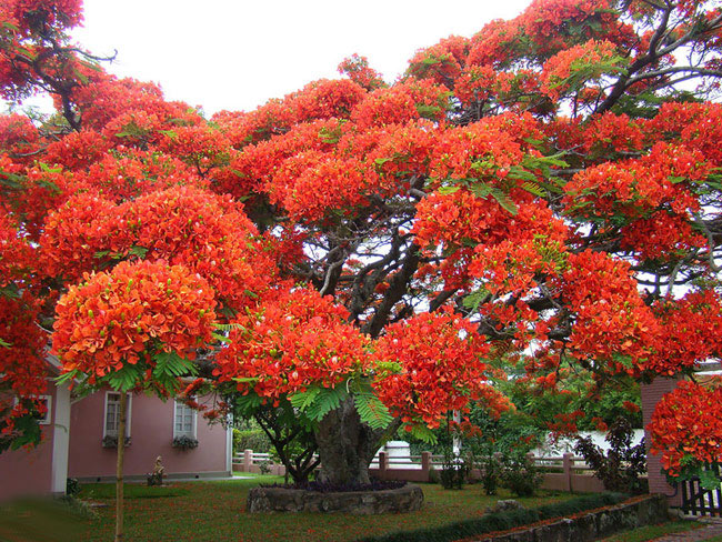 8. Cây hoa phượng ở&nbsp;Brazil: Cây phượng đỏ rực rỡ này là loài cây đặc trưng&nbsp;của&nbsp;Madagascar, nhưng nó cũng&nbsp;phát triển rất nhiều&nbsp;ở các&nbsp;vùng nhiệt đới trên khắp&nbsp;thế giới.
