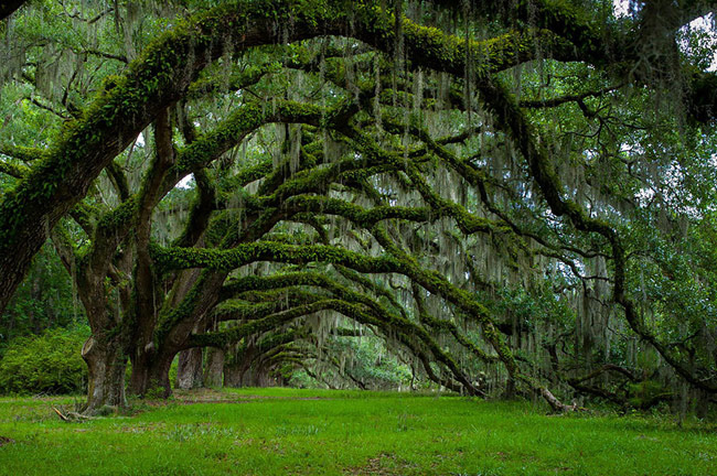 14. Đường cây sồi già ở Mỹ: Những cây sồi cổ thụ này được trồng từ năm 1790, tại con đường Sixie Plantation, thuộc bang South Carolina (Mỹ). 

