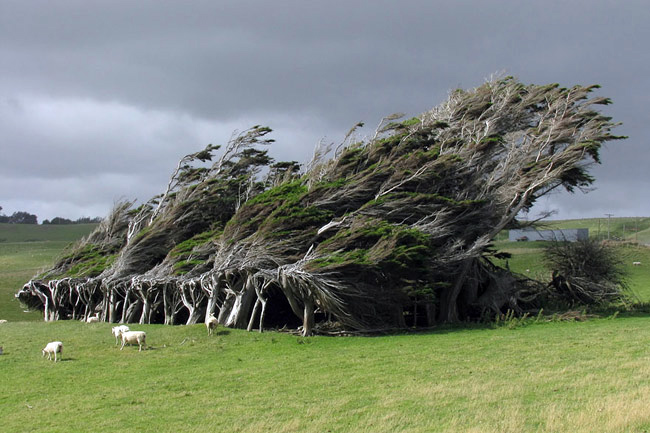 3. Cây bão táp ở Slope Point, phía Nam New Zealand: Loài cây này có hình dạng rất độc đáo, chúng mọc xoắn với nhau và xuôi theo một chiều, do liên tục bị thổi dạt bởi những cơn gió lớn đến từ cực Nam. 
