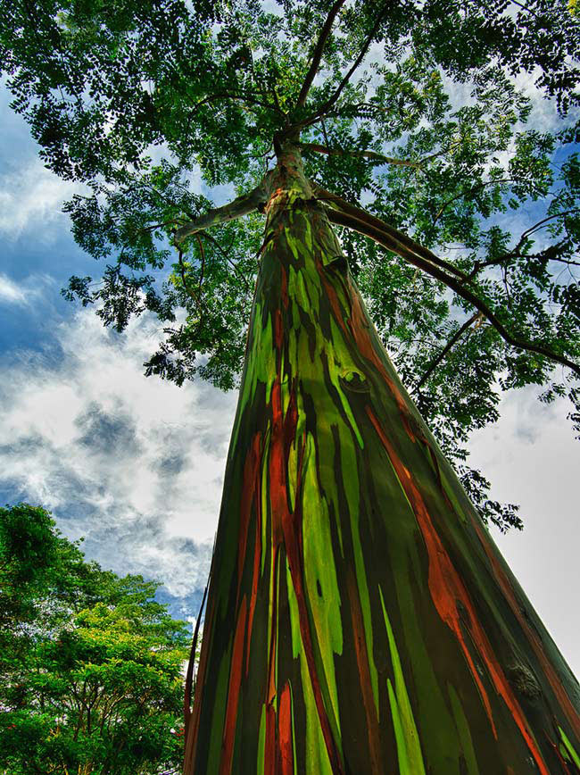 12. Cây bạch đàn cầu vồng trên hòn đảo Kauai,  thuộc quần đảo Hawaii (Mỹ): Loài cây có màu sắc đặc biệt này mọc khắp ở miền Nam Thái Bình Dương.
