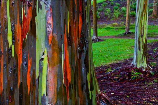 Thân cây trông giống như một bức tranh được tô vẽ nhiều màu sắc vô cùng bắt mắt. 
