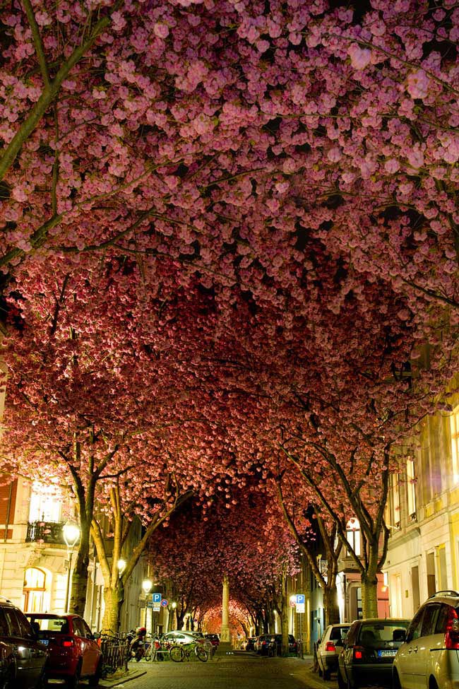 6. Cây hoa anh đào ở thành phố Bonn (Đức): Cứ đến tháng Tư hàng năm, có một đường tại thành phố Bonn biến thành một đường hầm hoa anh đào đẹp mê hoặc. Đi bộ dưới đường cây này bạn sẽ có cảm giác khoan khoái và quên đi những ồn ào, xô bồ của cuộc sống phố thị.
