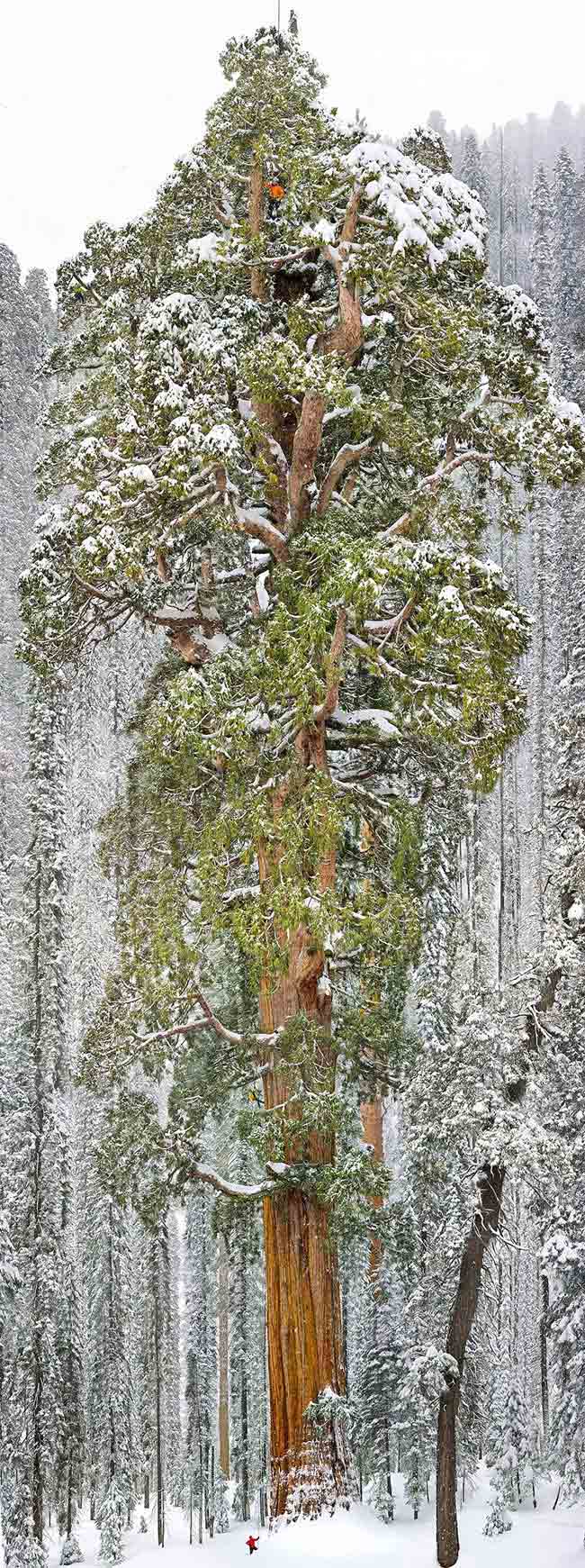 10. Cây tùng khổng lồ nằm ở vườn quốc gia Sequoia, bang California (Mỹ): Đây là cây tùng lớn thứ ba thế giới, với chiều cao 73m và chu vi lên tới 28m. 
