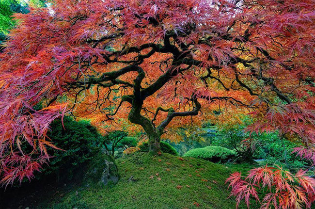 4. Cây thích Nhật Bản được trồng tại công viên Washington, thuộc phía Tây thành phố Portland, tiểu bang Oregon (Mỹ).
