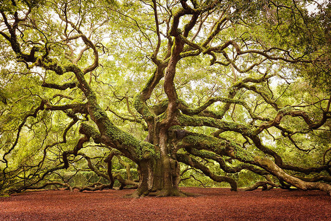 7. Cây sồi thiên thần nằm trên hòn đảo John, bang South Carolina (Mỹ): Cây sồi cổ thụ này có chiều cao lên tới 20m và đã tồn tại cách đây từ 1400 đến 1500 năm. 
