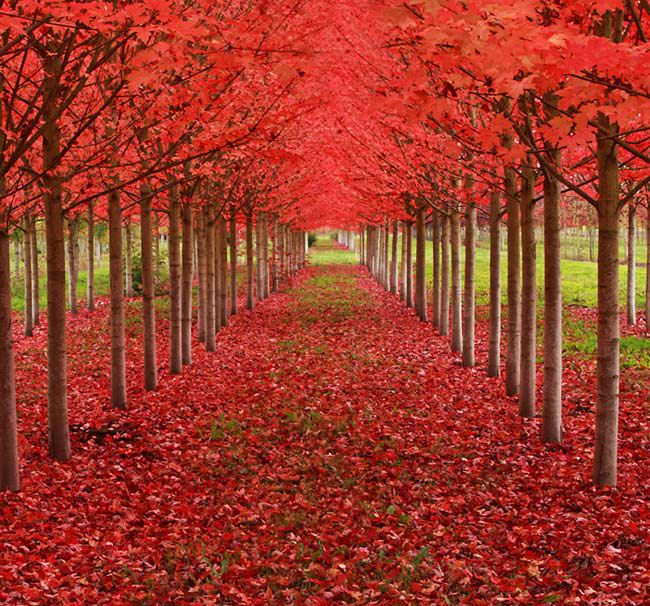 11. Rừng cây phong đỏ rực lá ở St. Louis, thuộc tiểu bang Oregon (Mỹ): Đi giữa con đường này bạn sẽ ngỡ như mình đang đặt chân trên một tấm thảm đỏ đẹp mê hồn.
