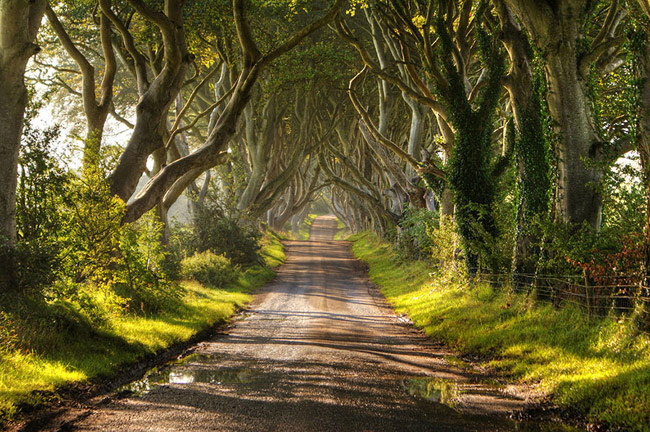 16. Đường cây sồi già nằm gần ngôi làng Armoy ở Bắc Ai-len: Đối với những tín đồ của bộ phim giả tưởng nổi tiếng 'Game of Thrones' thì chắc hẳn hình ảnh đường cây đầy ma mị này không còn mấy xa lạ. 
