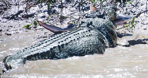 Cá sấu khổng lồ tử chiến để trả thù cá mập - 1