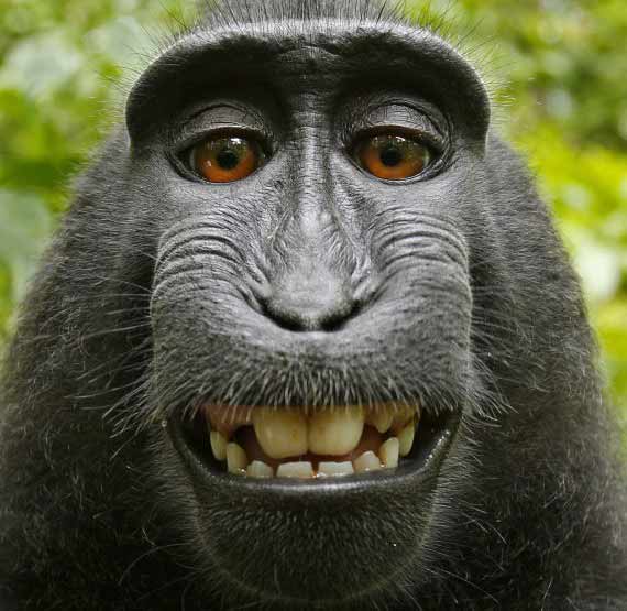 Thực hư bức ảnh khỉ "tự sướng" nổi tiếng - 1
