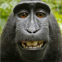 Phi thường - kỳ quặc - Thực hư bức ảnh khỉ "tự sướng" nổi tiếng