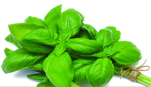 4 thảo dược giúp "xóa sổ" gàu - 4