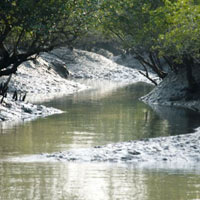 Tin tức trong ngày - Ấn Độ: Đi bắt cua, một phụ nữ bị hổ vồ, tha vào rừng