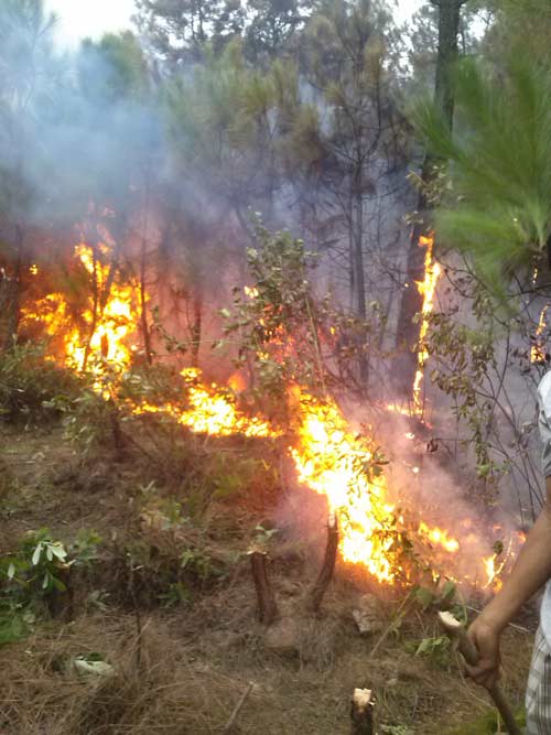 Cháy dữ dội tại rừng phòng hộ ở Nghệ An - 1