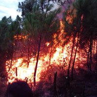 Tin tức trong ngày - Cháy dữ dội tại rừng phòng hộ ở Nghệ An